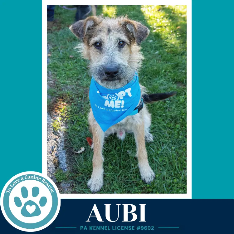 Aubi image 2