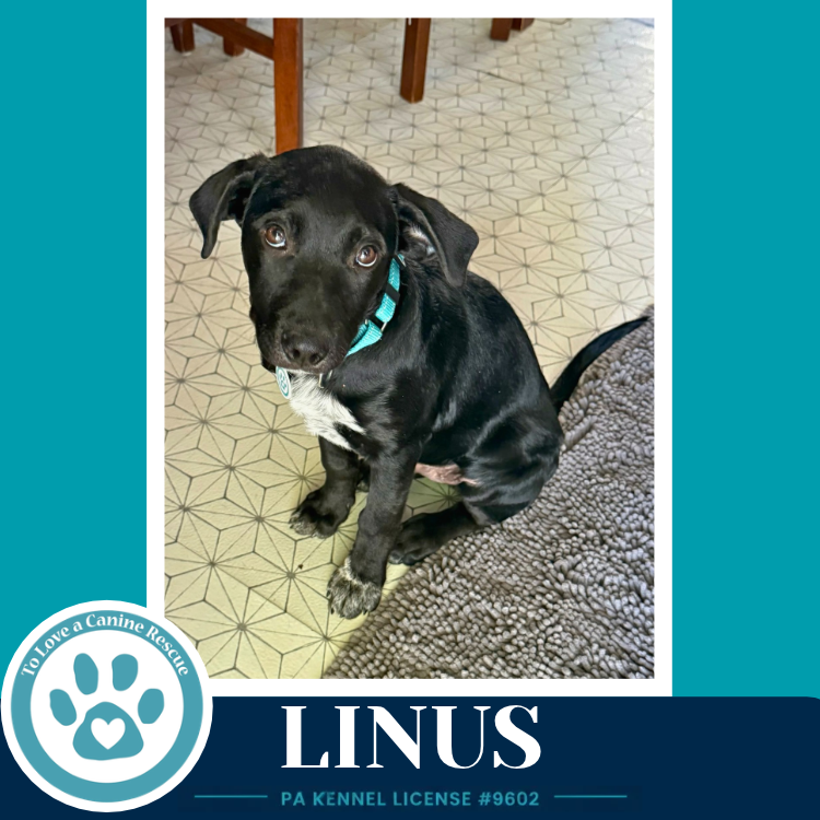 Linus ( L Crew) 102426