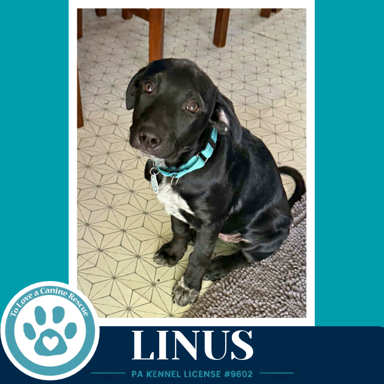 Linus ( L Crew) 102426, photo 2