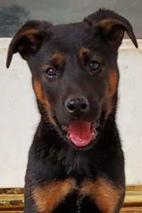 Dog for Adoption - Freddie, a German Shepherd Dog in Stanislaus County