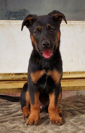 Dog for Adoption - Freddie, a German Shepherd Dog in Stanislaus County