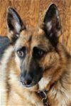 adoptable Dog in modesto, CA named Delilah