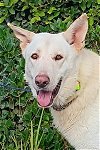 adoptable Dog in modesto, CA named Keebler