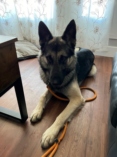 picture of the dog needing adoption