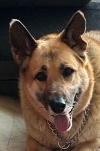 adoptable Dog in Modesto, CA named Cersei