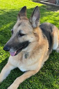 adoptable Dog in Modesto, CA named Sebeka