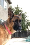 adoptable Dog in Sacramento, CA named Joiya