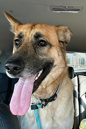 adoptable Dog in Modesto, CA named Ciri