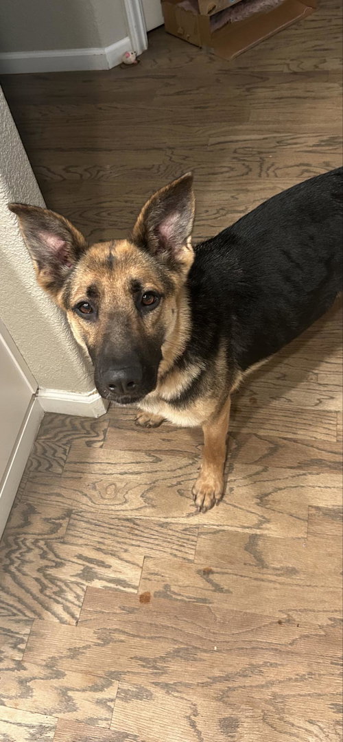 picture of the dog needing adoption