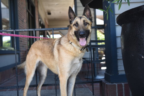 picture of the dog needing adoption