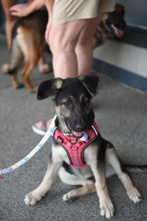 picture of the dog needing adoption