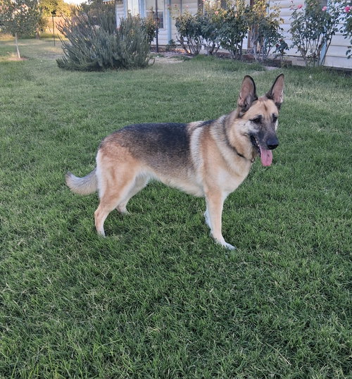 picture of the dog needing adoption