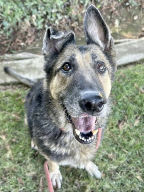 picture of the dog needing adoption