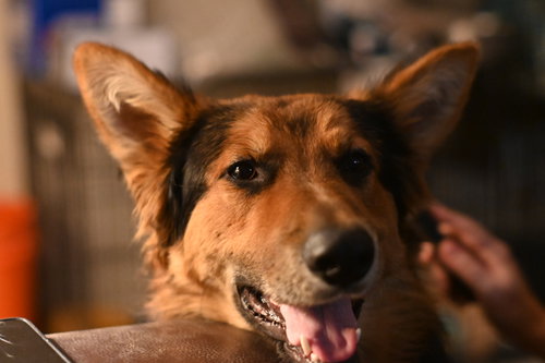 picture of the dog needing adoption