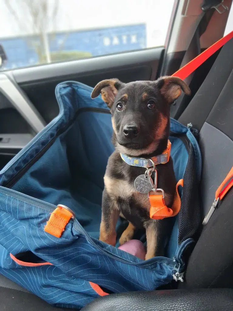 Annie - German Shepherd Dog