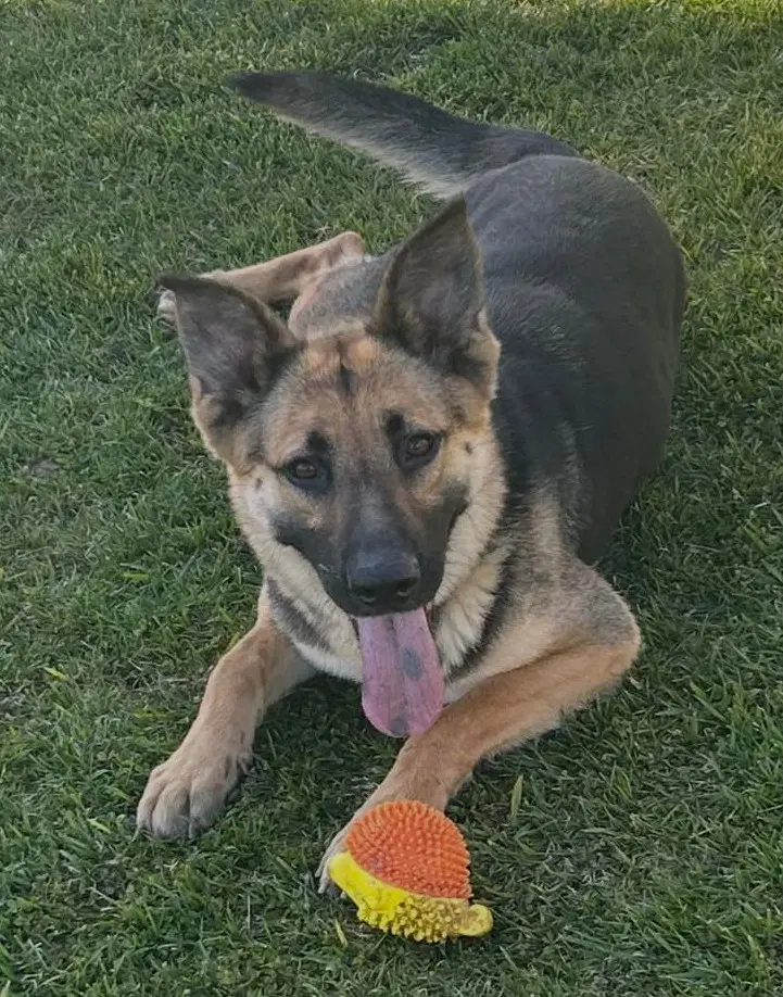 Jade - German Shepherd Dog