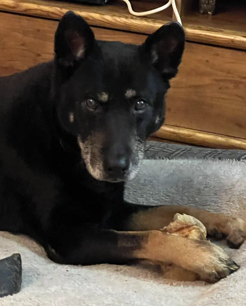 Danny - German Shepherd Dog