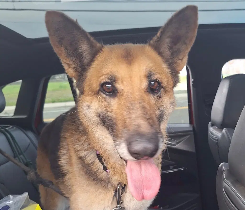 Tali - German Shepherd Dog