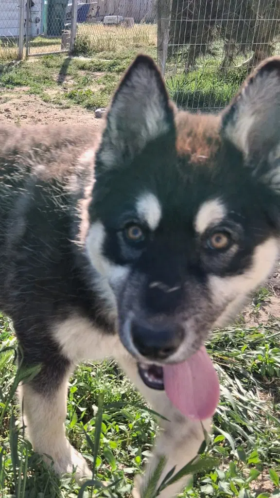 Bear - German Shepherd Dog