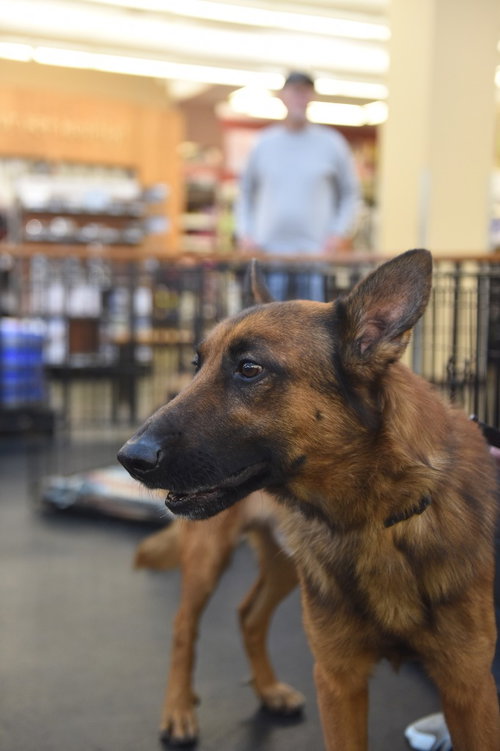 Enzo, an adoptable German Shepherd Dog in Modesto, CA
