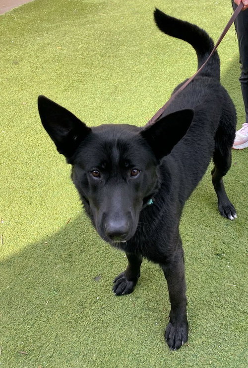 Seamus, an adoptable German Shepherd Dog in Modesto, CA