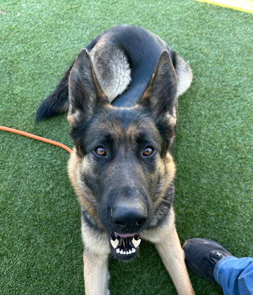 Della, an adoptable German Shepherd Dog in Modesto, CA