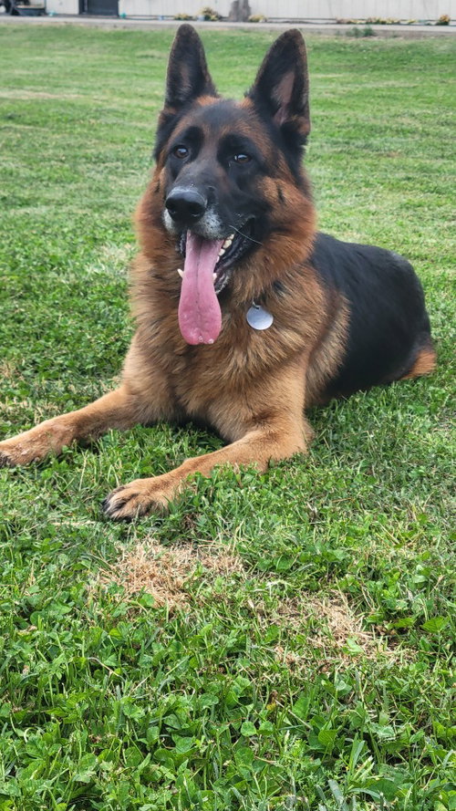 Koda, an adoptable German Shepherd Dog in Modesto, CA