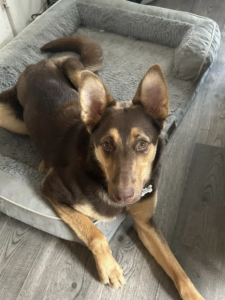 Saben - German Shepherd Dog