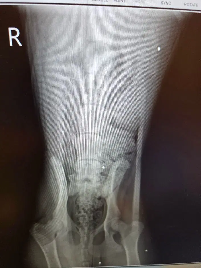 Nia image 2