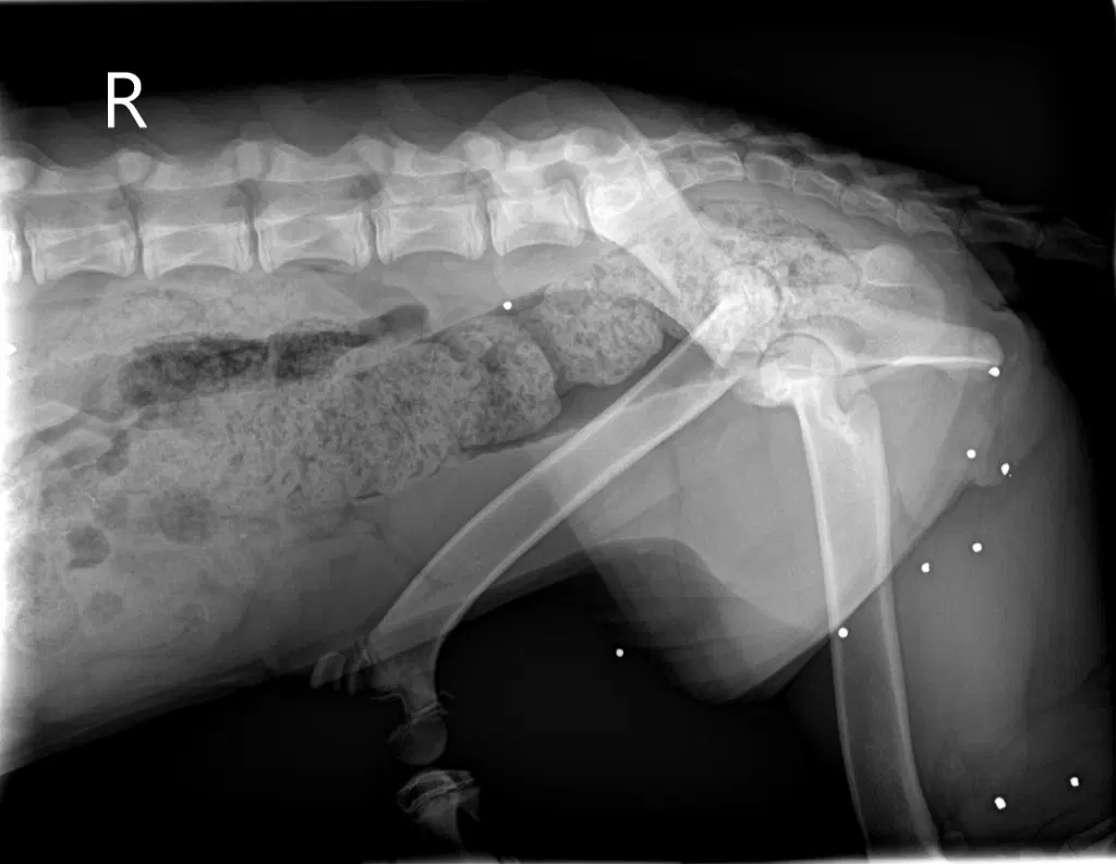 Nia image 3