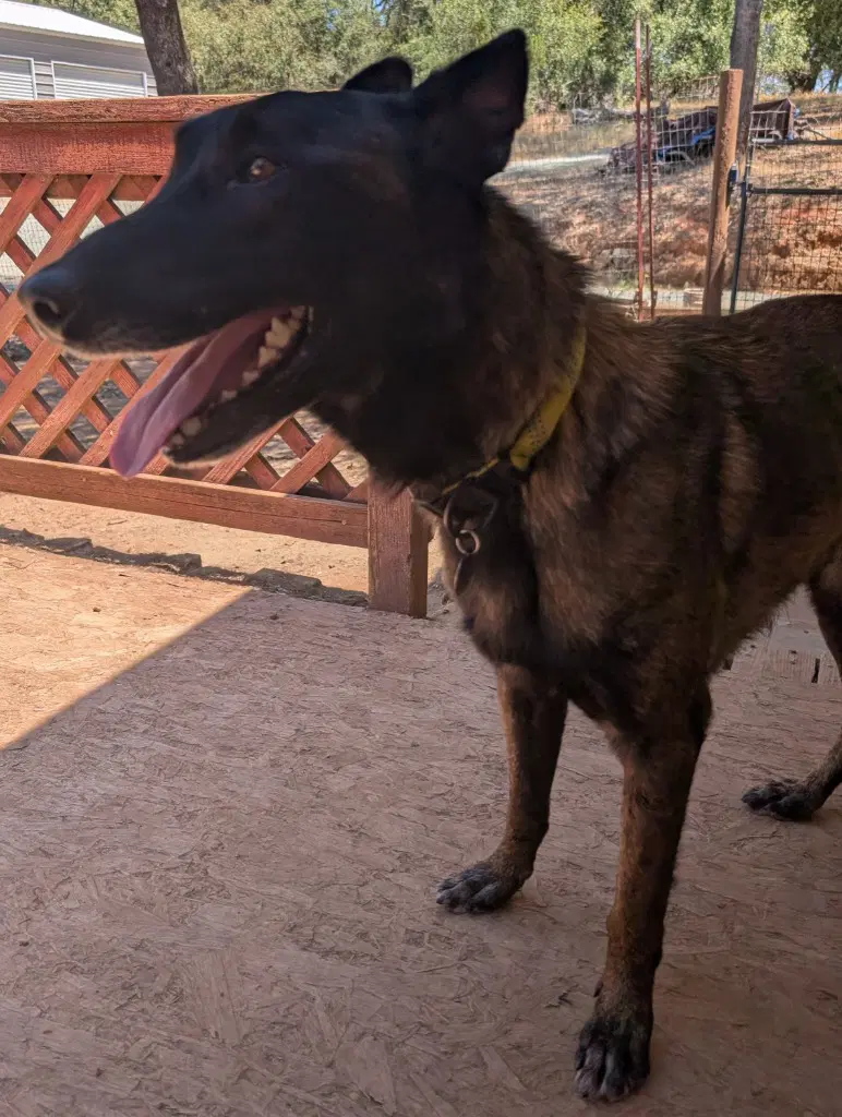 Kolton - Belgian Shepherd Malinois