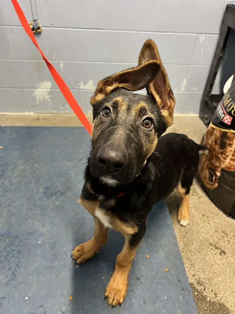 Valen - German Shepherd Dog