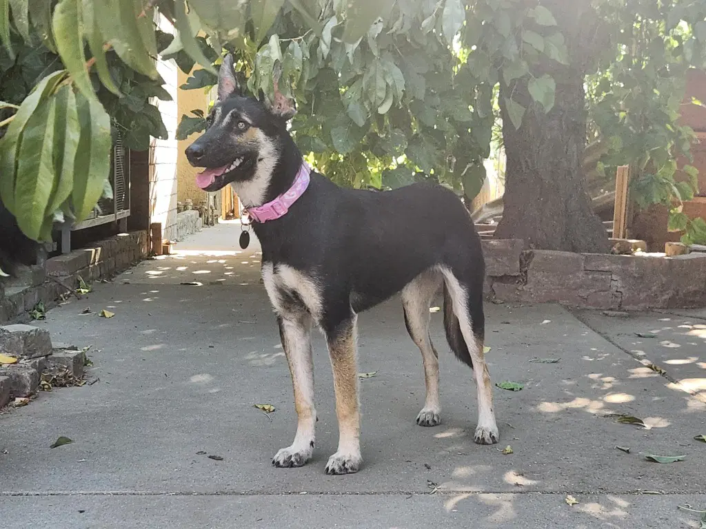 Gidget - German Shepherd Dog