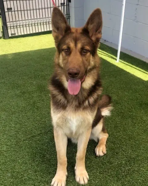 Bronzer - German Shepherd Dog
