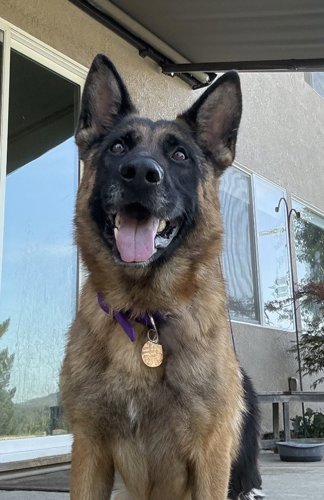 Roman, German Shepherd Dog