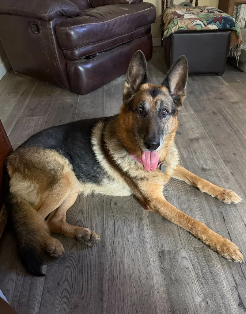 Geddy Lee - German Shepherd Dog