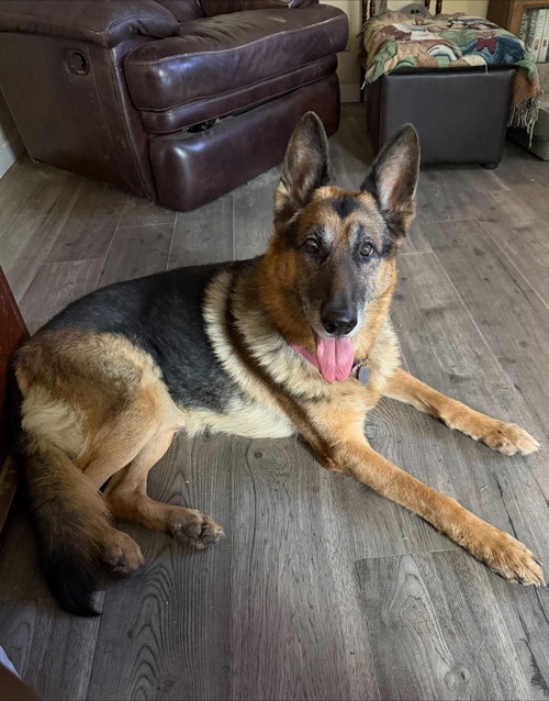 Geddy Lee, a dog for adoption from Greater California German Shepherd Rescue