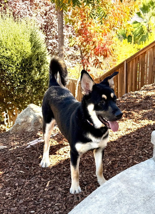 Tobago, a dog for adoption from Greater California German Shepherd Rescue