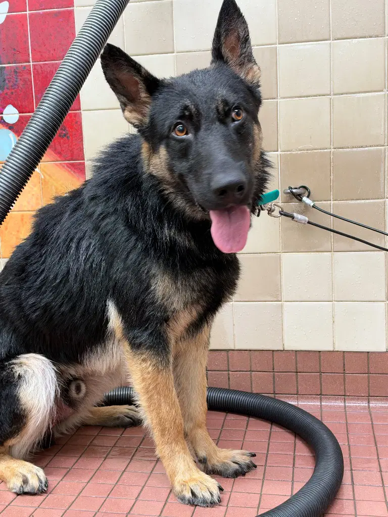 Ryder - German Shepherd Dog