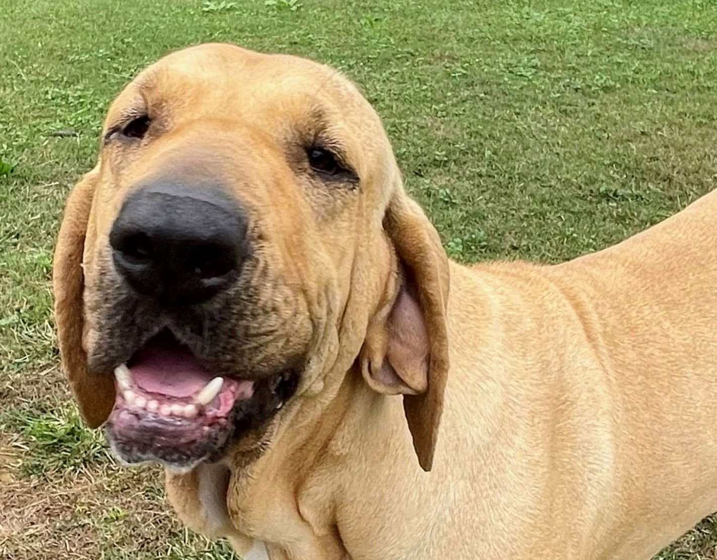 adoptable Dog in Jasper, AL named Fiona