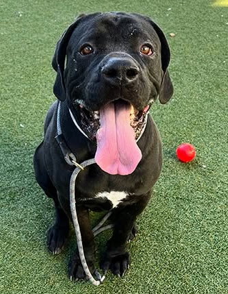 TIANA - Fila Brasileiro available for adoption
