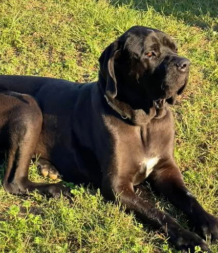 adoptable Dog in Jasper, AL named Tiana