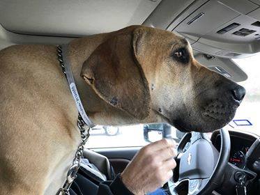 MEREDITH - Fila Brasileiro available for adoption