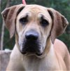 adoptable Dog in , AL named Meredith