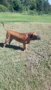 Lola