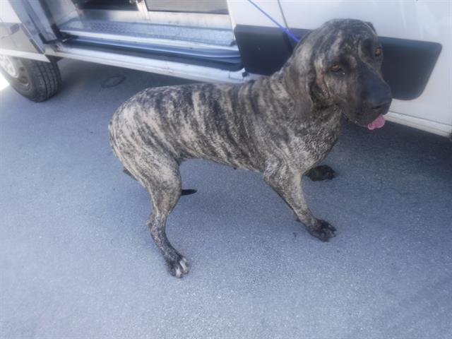 adoptable Dog in Jasper, AL named Ruth