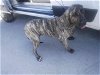 adoptable Dog in jasper, AL named Ruth