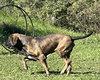 Oro - Photo 5
