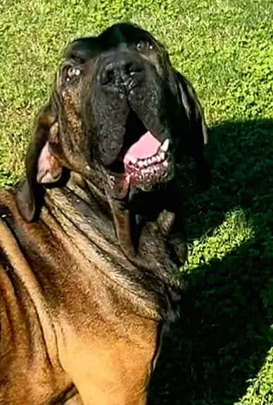 Oro - Fila Brasileiro