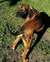 Oro - Photo 4